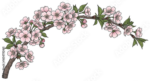 Arching branch of blooming cherry blossoms with delicate pink flowers and green leaves in a handdrawn illustration style.