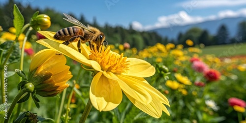 Bee on Yellow Flower in Mea...