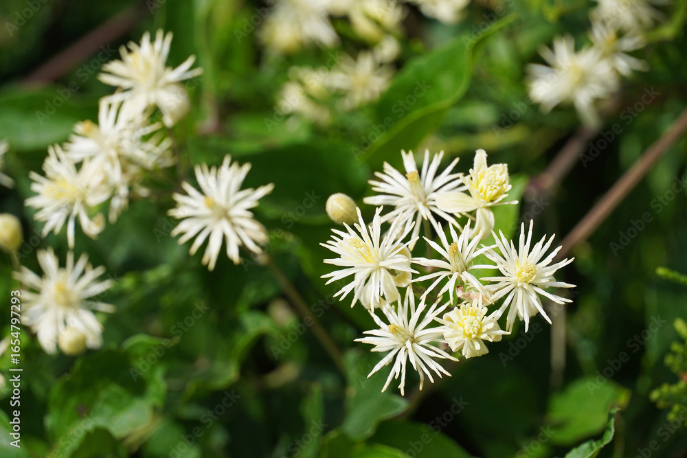 Clematis vinifola white flowers macro nature flora plant Clematis vinifola white flowers macro nature flora plant