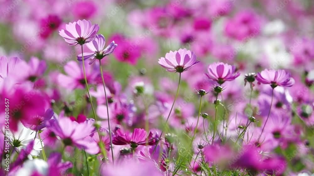 Close up of a field of pink cosmos flowers blooming in the summer garden Close up of a field of pink cosmos flowers blooming in the summer garden