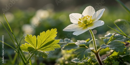 Wood Anemone in Sunlight, E...