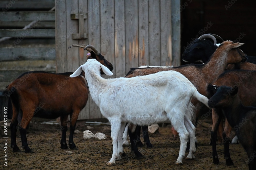 Obraz premium Beautiful goats on the farm. Concept for animals and agriculture.