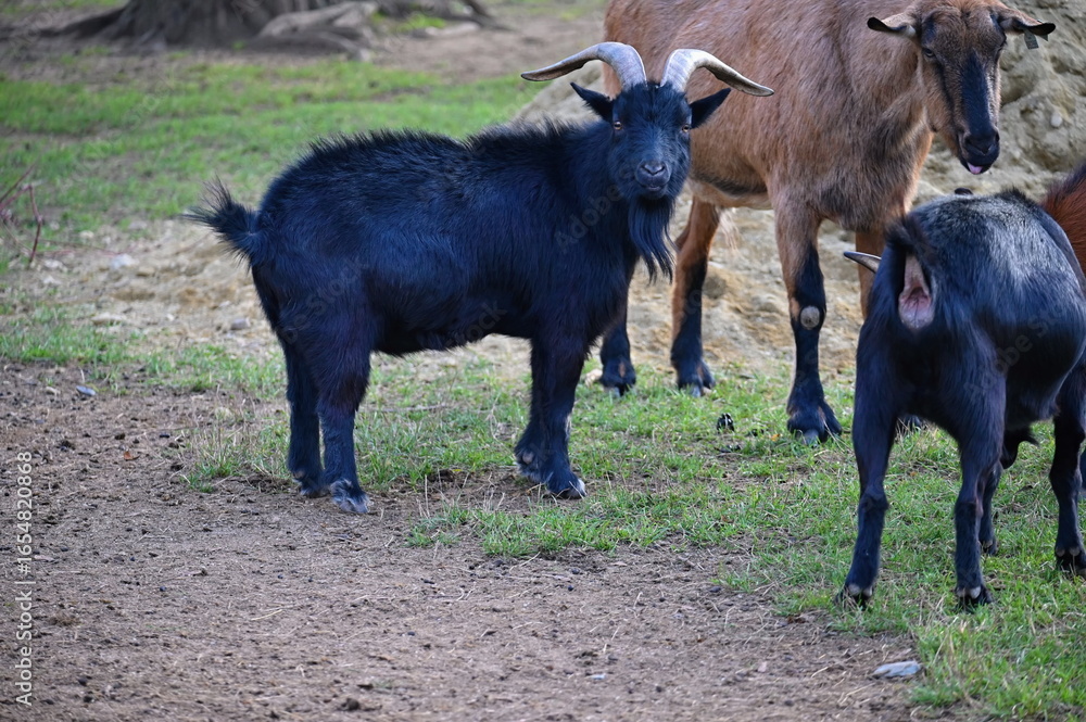 Fototapeta premium Beautiful goats on the farm. Concept for animals and agriculture.