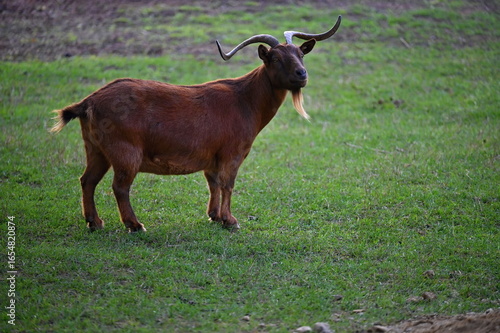 Podobny obraz