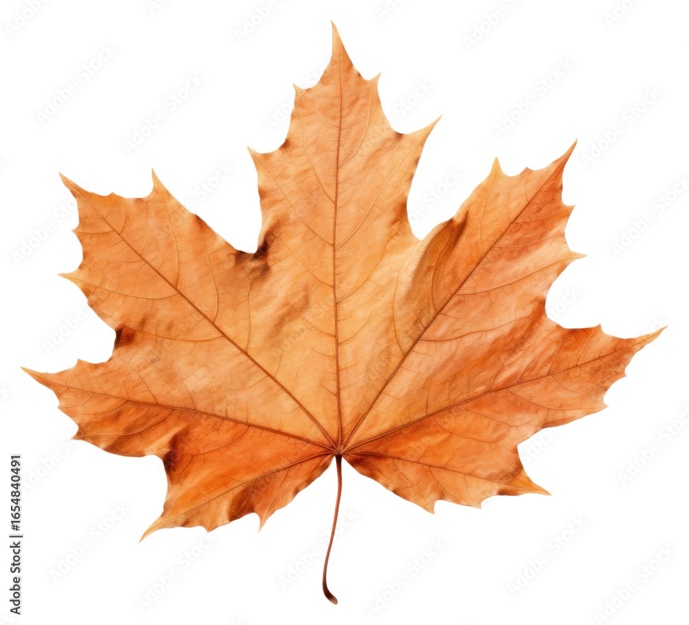 PNG Fall leaf chandelier plant maple. PNG Fall leaf chandelier plant maple.