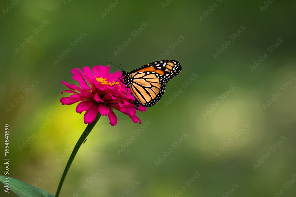 Naklejka premium monarch butterfly on pink flower