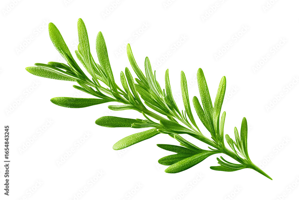 Fototapeta premium Fresh Rosemary Sprig isolated on white transparent background