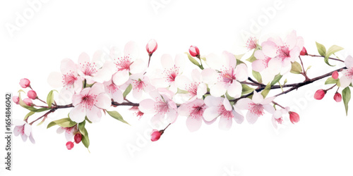 Fototapeta Naklejka Na Ścianę i Meble -  PNG Cherry blossom border flower cherry plant.