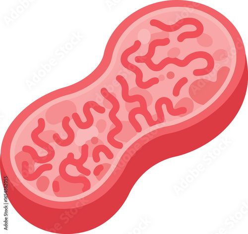 Stylized illustration of a mitochondrion the powerhouse of the cell showcasing its internal cristae structure in vibrant red