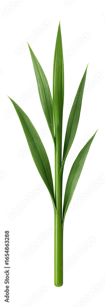 Obraz premium Emerging grass shoot with narrow, pointed leaves and smooth, cylindrical stem