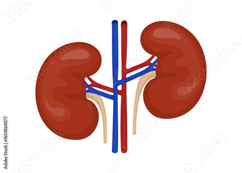 Human kidneys with arteries and veins showing renal system