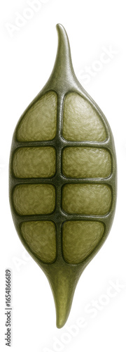 Alternaria alternata spore with transverse and longitudinal septa in a beak-like form