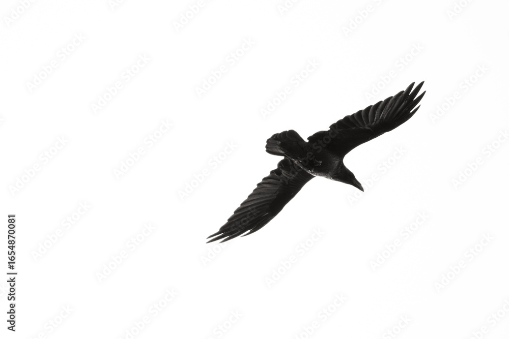 Fototapeta premium eagle in flight