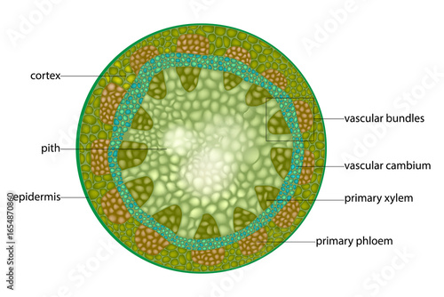 Bild auf Leinwand Cross Section of a Dicot Stem Showing Primary Tissues