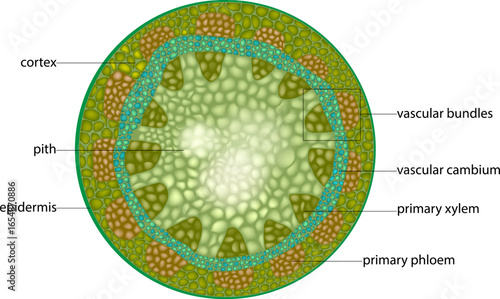 Cross Section of a Dicot Stem Showing Primary Tissues. Microscopic structure of plant stem showing xylem, phloem, cambium and pith