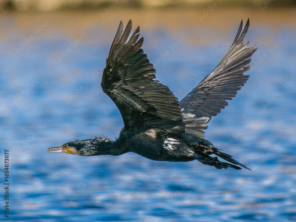 Obraz premium 水辺を飛ぶカワウ