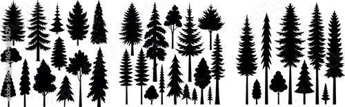 Silhouettes of evergreen trees in a forest setting