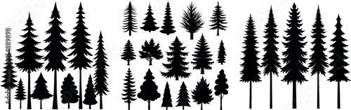 Silhouettes of evergreen trees in a forest setting