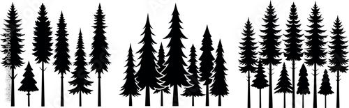 Silhouettes of evergreen trees in a forest setting