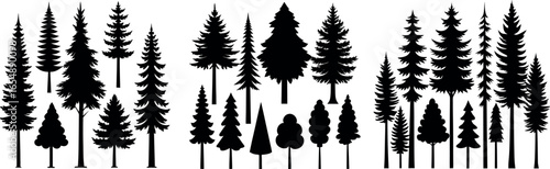 Silhouettes of various evergreen trees in a forest