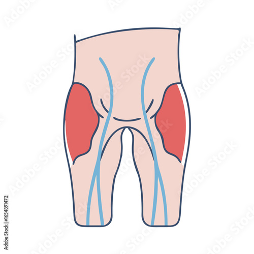 Human hips and legs illustration with muscles shown in anatomical