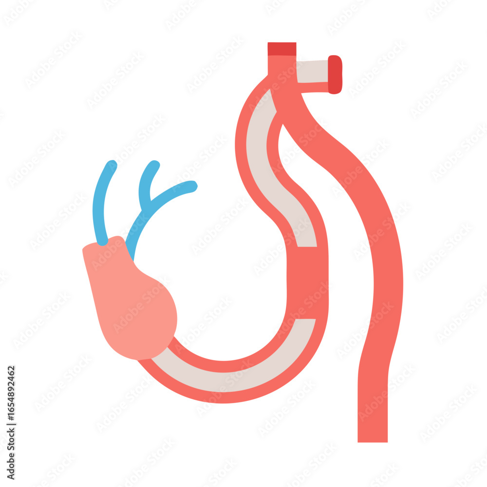 Fototapeta premium Simplified diagram of the human digestive system anatomy
