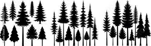 Silhouettes of evergreen trees in a forest setting