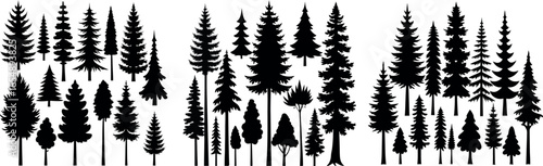 Forest of Christmas fir trees silhouette. Coniferous spruce panorama. Park of evergreen wood. Vector on white background