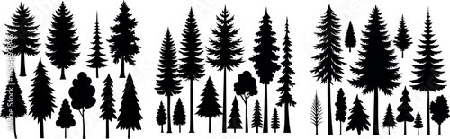 Forest of Christmas fir trees silhouette. Coniferous spruce panorama. Park of evergreen wood. Vector on white background