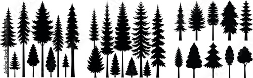 Forest of Christmas fir trees silhouette. Coniferous spruce panorama. Park of evergreen wood. Vector on white background