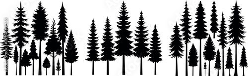 Forest of Christmas fir trees silhouette. Coniferous spruce panorama. Park of evergreen wood. Vector on white background