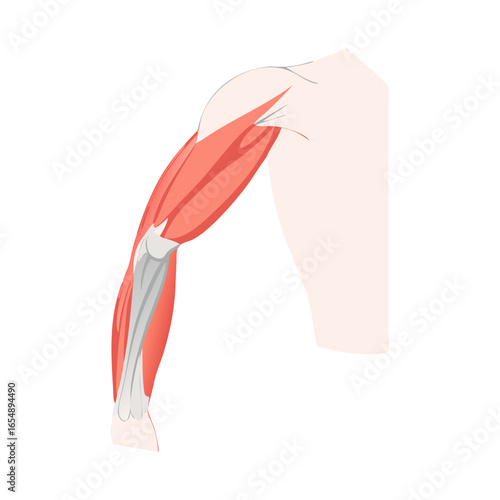 Human arm illustration with muscles, bones, flat design