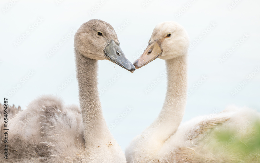 Fototapeta premium Two juvenile swan cygnets close up facing each other and forming a heart shape with their beaks and necks. 