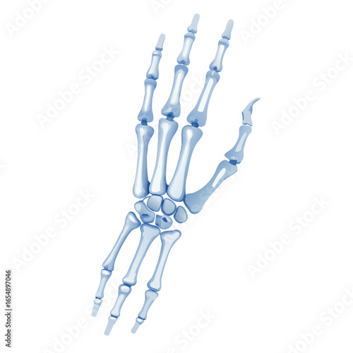 Digital illustration of human hand skeleton against black background