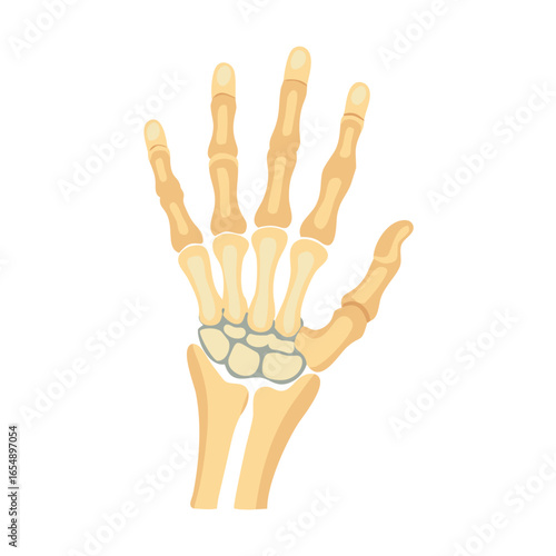 Human hand bone structure on a black background