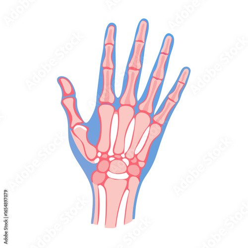 Human hand bones flat vector medical illustration diagram