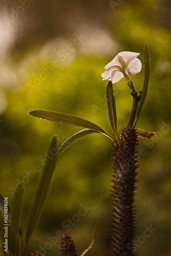 Flower of Madagascar Palm (Pachypodium lamerei) 16616