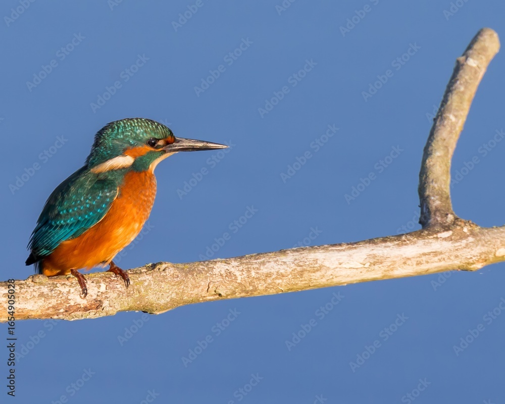 Obraz premium kingfisher on the branch