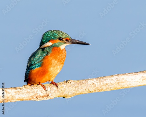 kingfisher on a branch