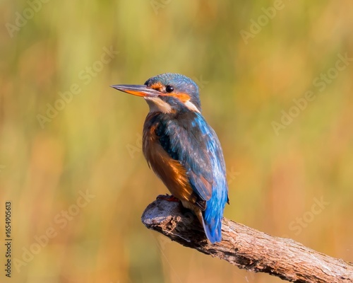 Kingfisher on Branch 