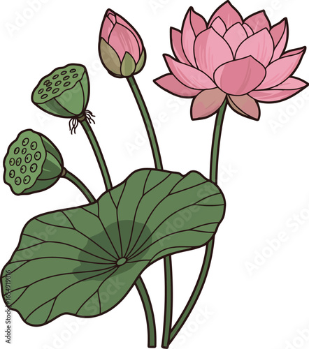 Delicate pink lotus flower in bloom with unopened buds and seed pods surrounded by large green leaves on a white background