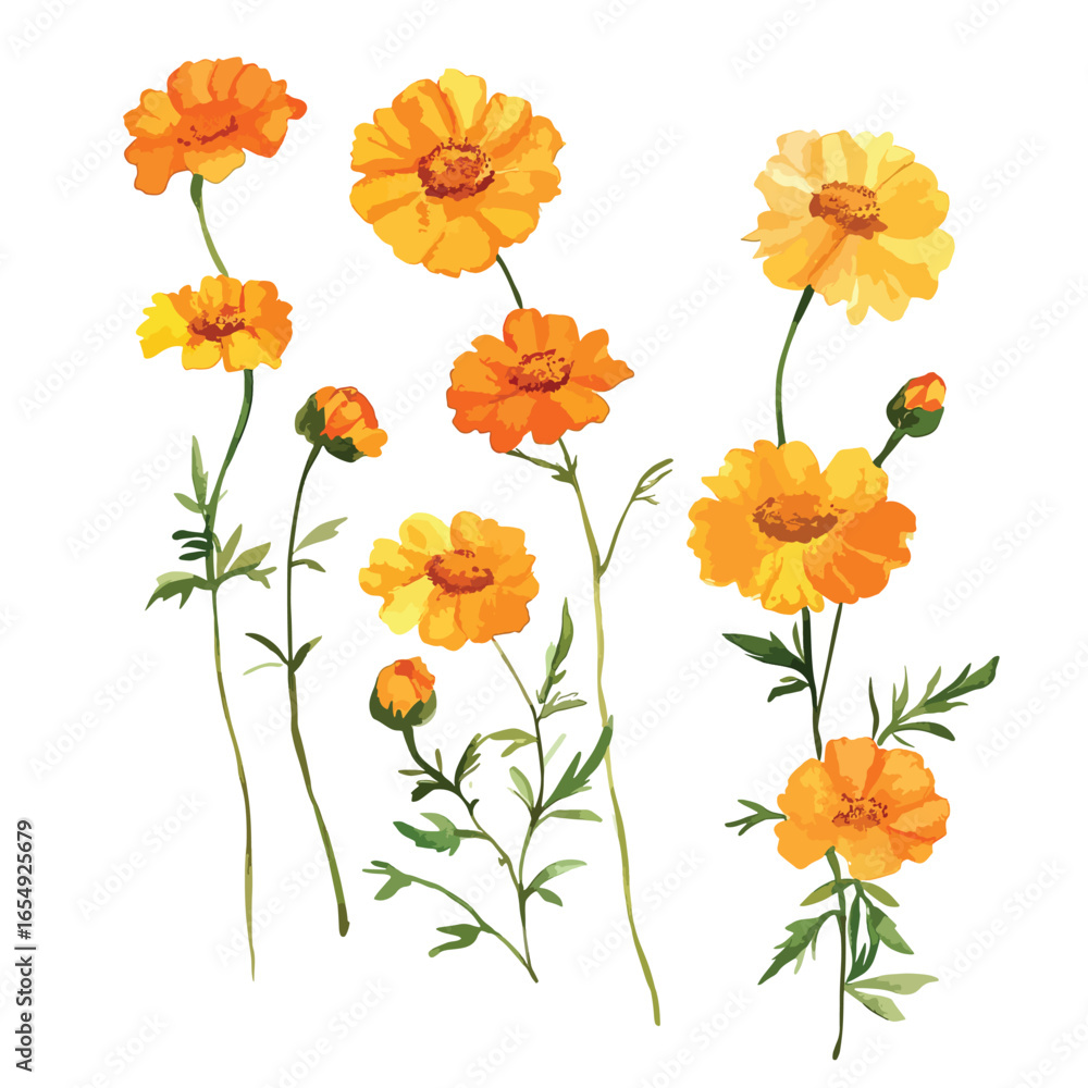 Obraz premium Watercolor Style Illustration of Golden Yellow Cosmos Flowers with Green Stems