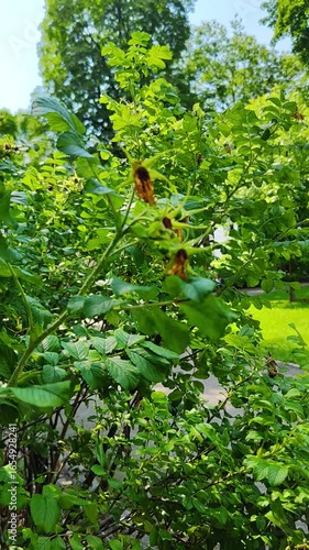 A dense cluster of rosehip shrubs (Rosa canina) with vibrant green leaves in a garden setting