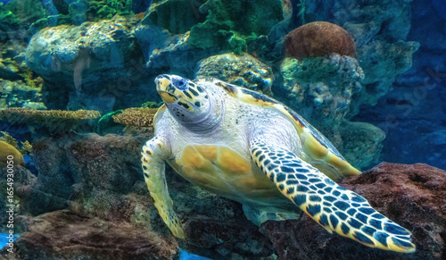 Obraz na plátně Asia China Shanghai Pacific Sea Turtle swimming