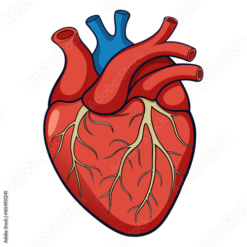 Vibrant anatomical human heart illustration, showcasing intricate vascular network and major vessels, perfect for medical education, health awareness campaigns, or science presentations.