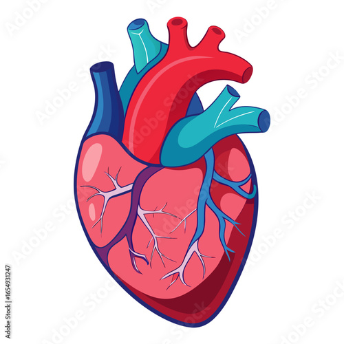 Vibrant anatomical human heart illustration showcasing arteries and veins for medical education and health awareness campaigns
