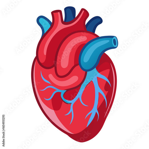 Vibrant anatomical human heart illustration with detailed arteries and veins, perfect for medical education and health awareness campaigns, conveying life and vitality.