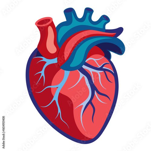 Stunningly rendered anatomical human heart with vibrant red and blue vascular system, perfect for medical or health-related projects seeking a clean, modern aesthetic.