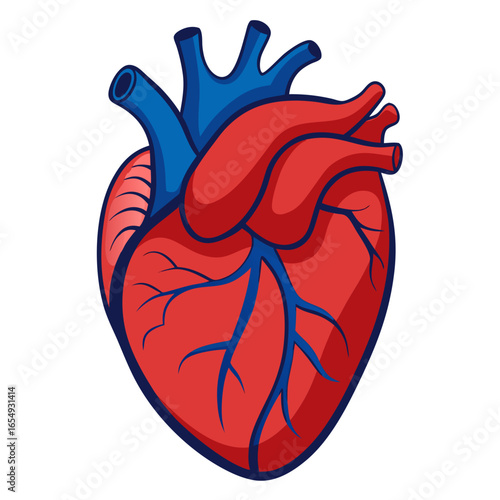 Vibrant anatomical human heart illustration symbolizing life, health, and vitality for medical and wellness concepts