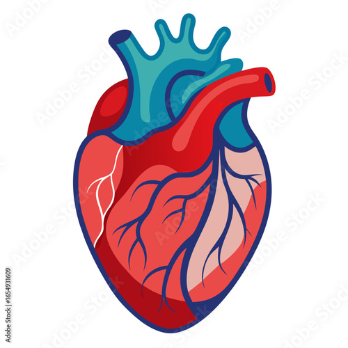 Vibrant anatomical heart illustration with detailed arteries and veins, perfect for medical, science, or health-related projects, showcasing life and vitality